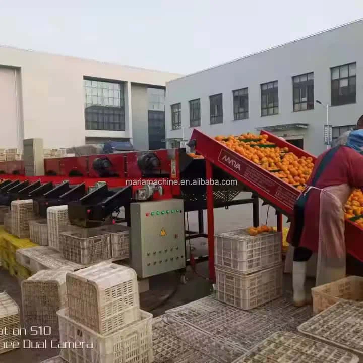 Інтернет оптовий яблучний апельсиновий персиковий томатний картопляний сортування фруктів