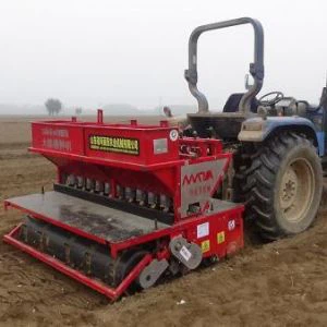 Посадка часнику